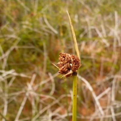 Terrestrialization Fens – Turberas de Chile